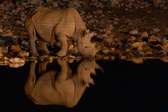 Black Rhino by night. 