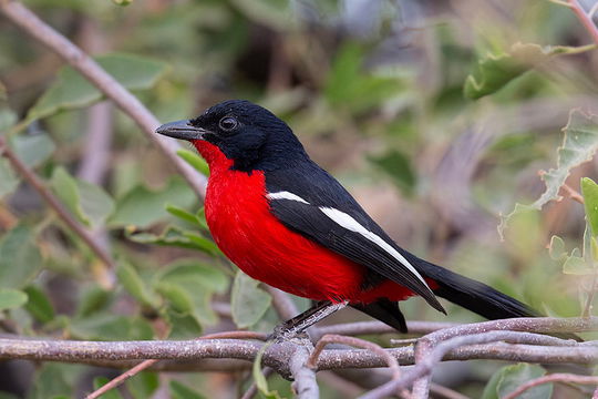 Crimson-breasted Shrike. 