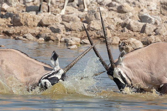 Gemsbok fight. 