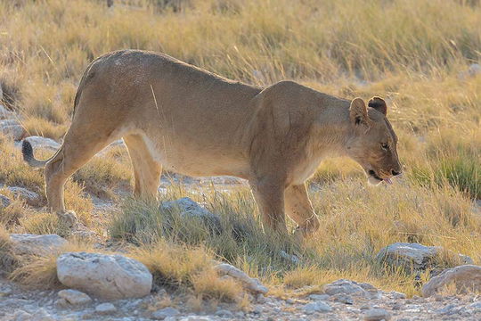 Lioness in Etosha. 