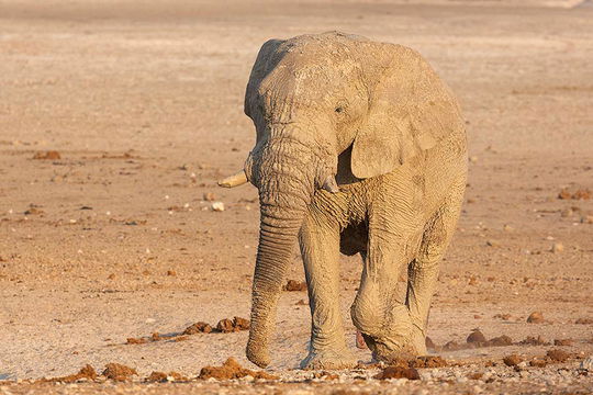 Elephant in Etosha. 