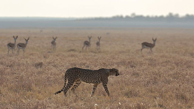 Cheetah in Etosha. 