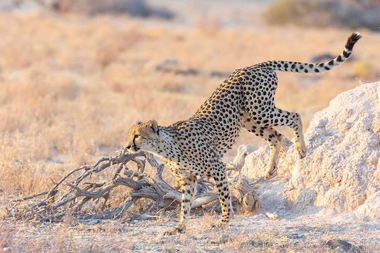 Cheetah on the move. 