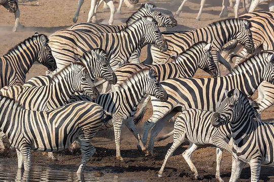 Zebra herd, Etosha. 