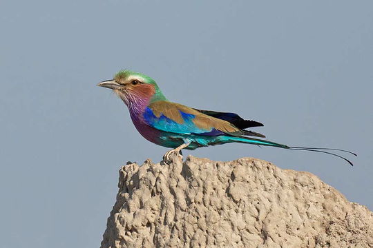 Lilac-breasted Roller. 