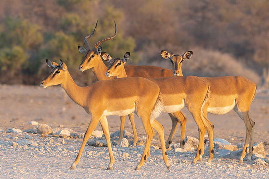 Black-faced Impala. 