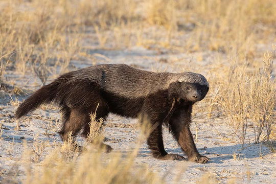 The amazing Honey Badger on the prowl. 