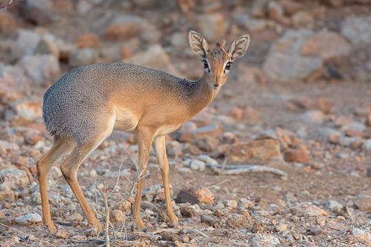 Damara Dik-dik. 