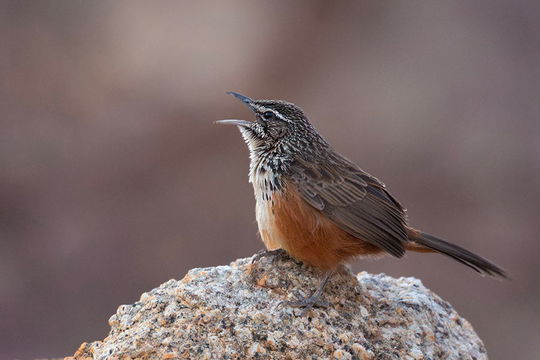 Damara Rockrunner. 