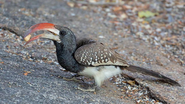 Montiero's Hornbill. 