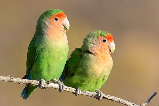 Rosy-faced Lovebird. 