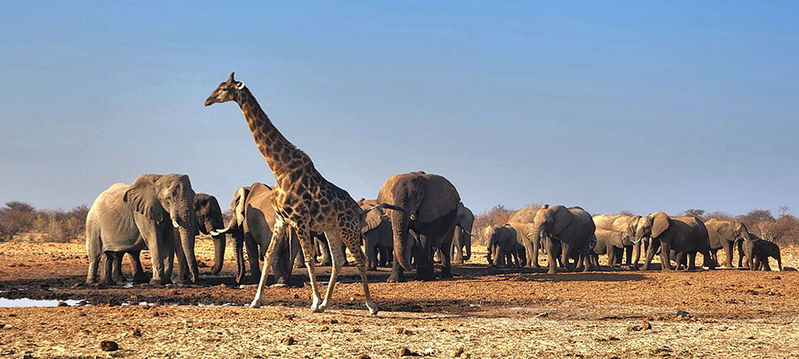 Tsumcor Waterhole crowd. 