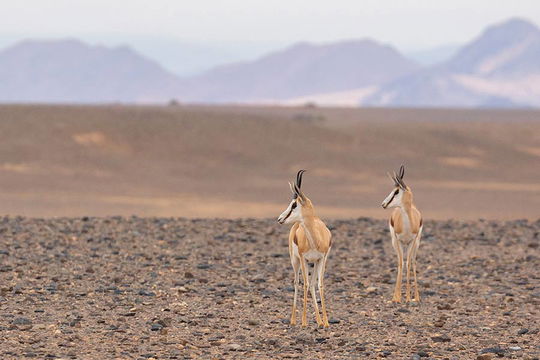 Springbok pair. 