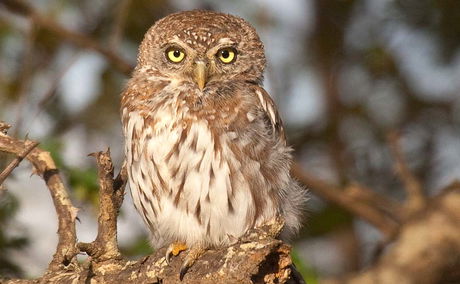 Pealr-spotted Owlet