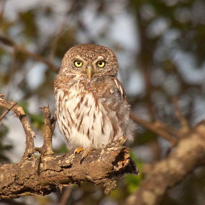Pealr-spotted Owlet