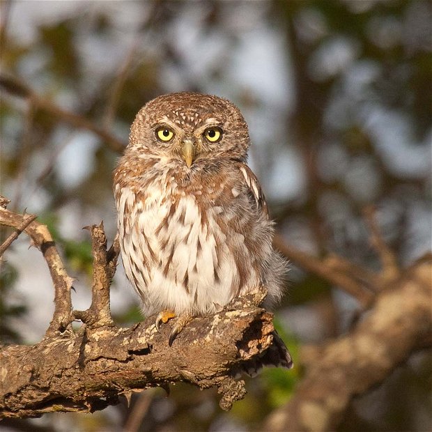Pealr-spotted Owlet