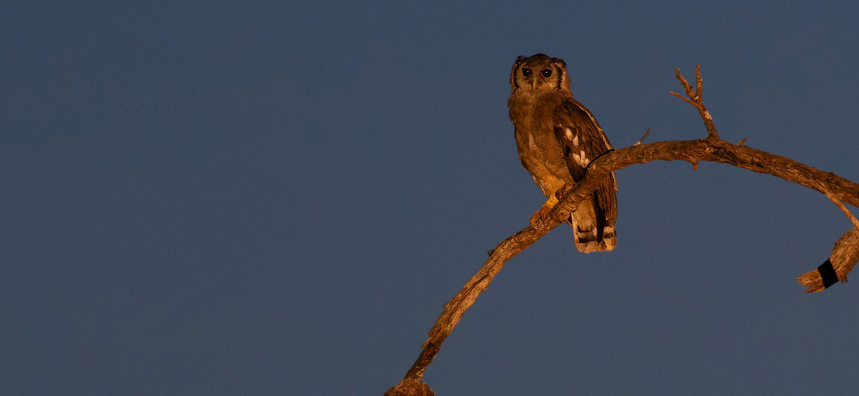 Verreaux's Eagle Owl, Kruger National Park. 