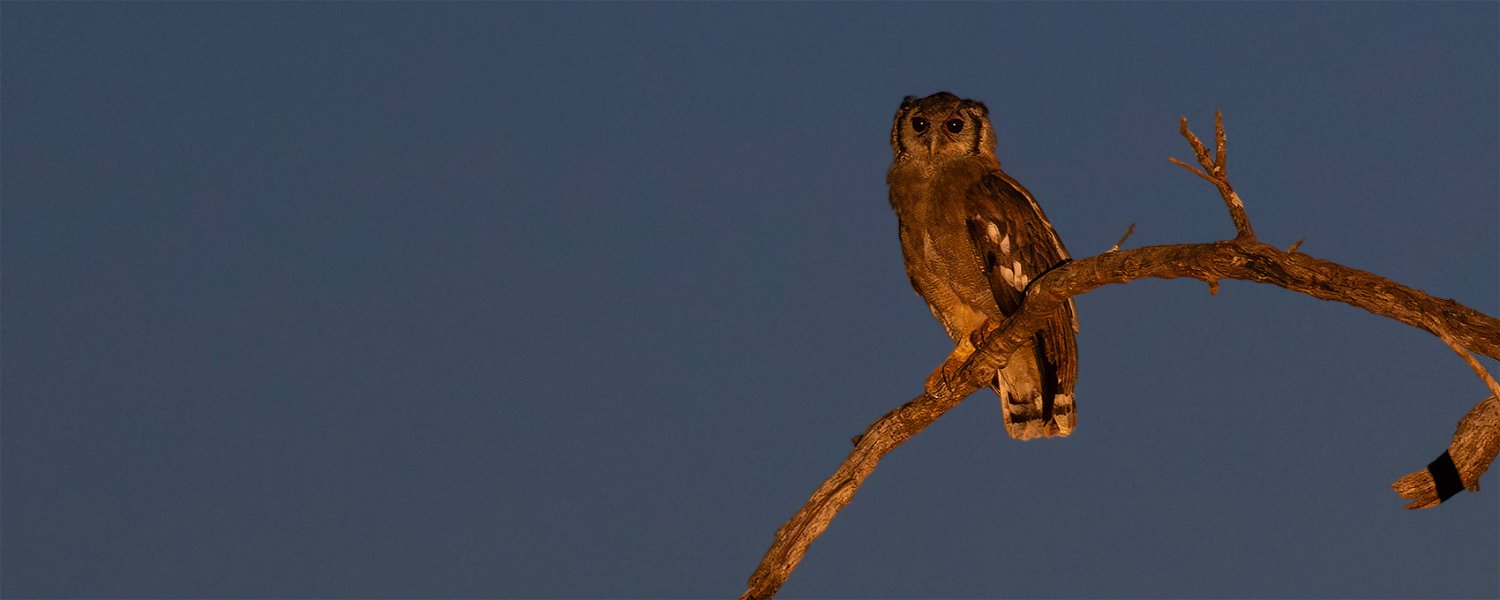 Verreaux's Eagle Owl, Kruger National Park. 