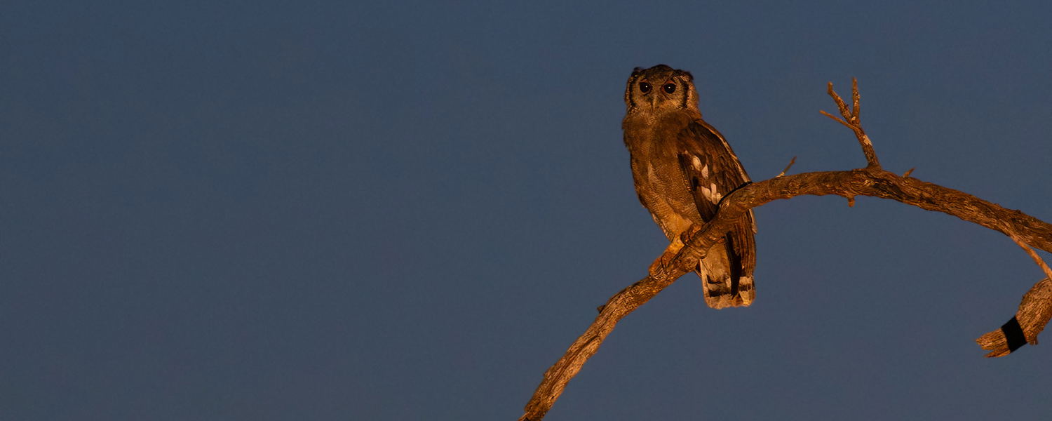 Verreaux's Eagle Owl, Kruger National Park.