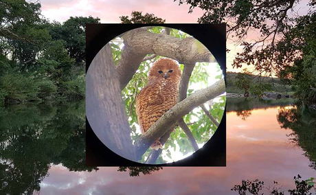 Pel's Fishing Owl safari in Limpopo Province Pel's Fishing Owl safari in Limpopo Province
