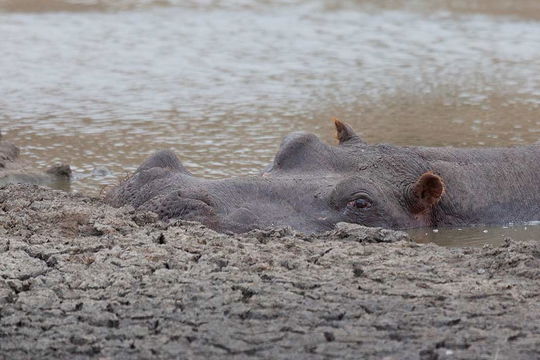 Hippo in a diminishing waterhole in the Dry Season, Sabi Sands, South Africa. 