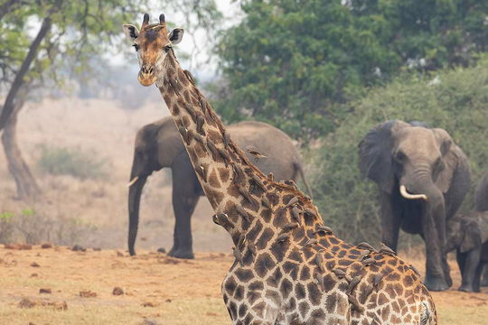 Animals at a waterhole in Kruger NP, South Africa, in the Dry Season. 
