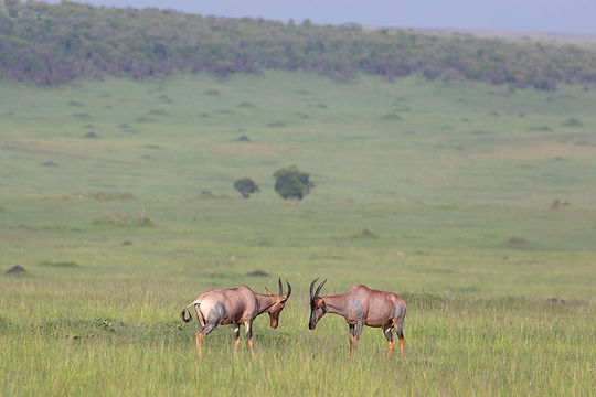 Kenya's Masai Mara in the Wet Season. 