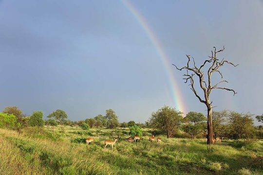Kruger NP in South Africa in the Green Season. 