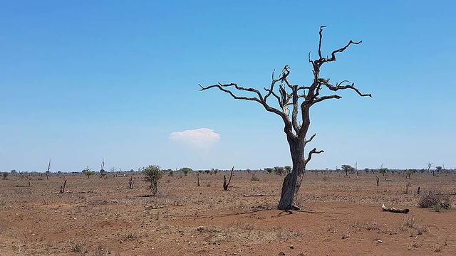 Kruger NP in the height of a very dry October. 