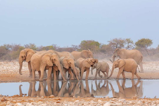 Elephants visiting a waterhole in Etosha, Namibia, in the Dry Season. 