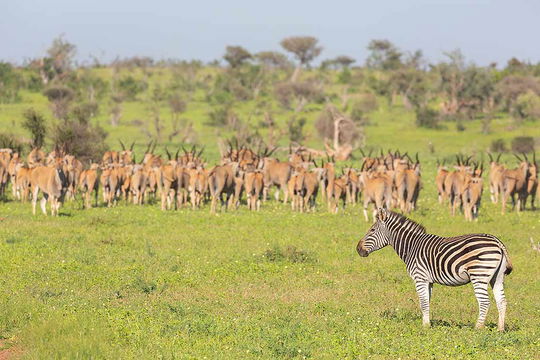 Tuli Wilderness in Botswana in the Green Season. 