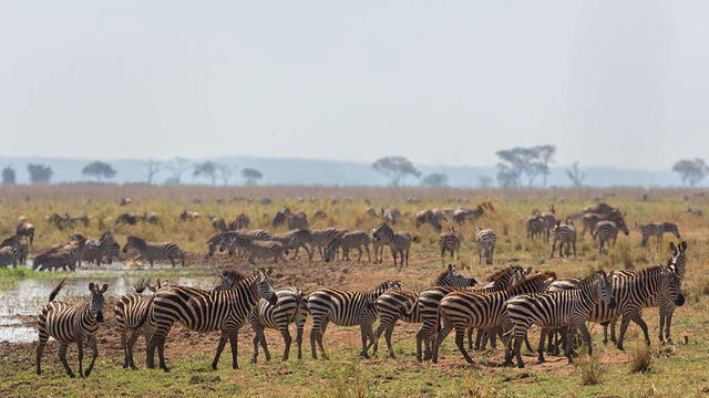 Animals at Silale Swamp, Tarangire, Tanzania, at the beginning of the Short Rains. 