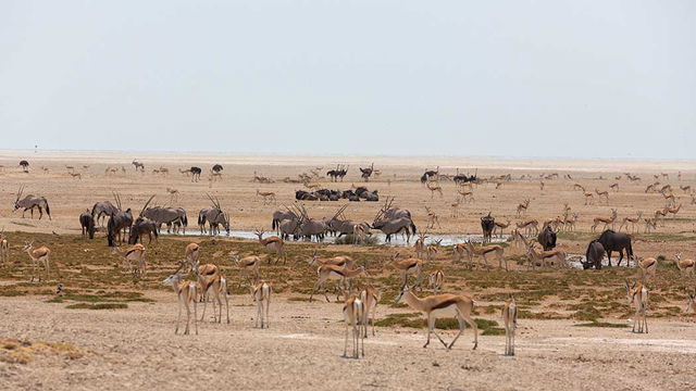 Waterhole in Etosha NP, Namibia, in the Dry Season. 