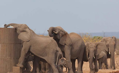 Elephants on safari in Kruger. 