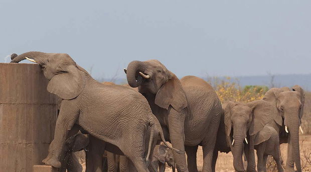 Elephants on safari in Kruger. 