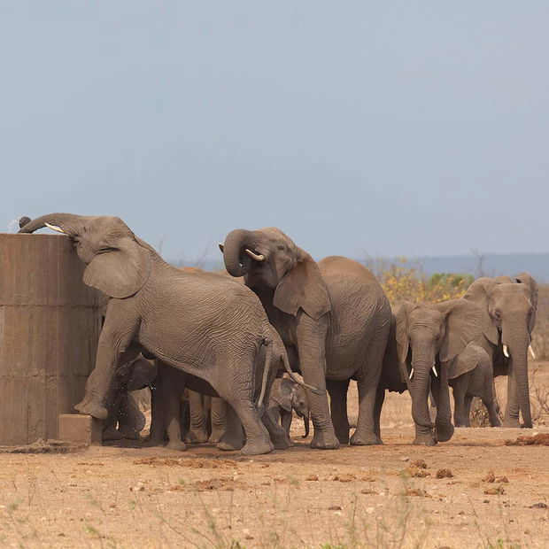 Elephants on safari in Kruger. 