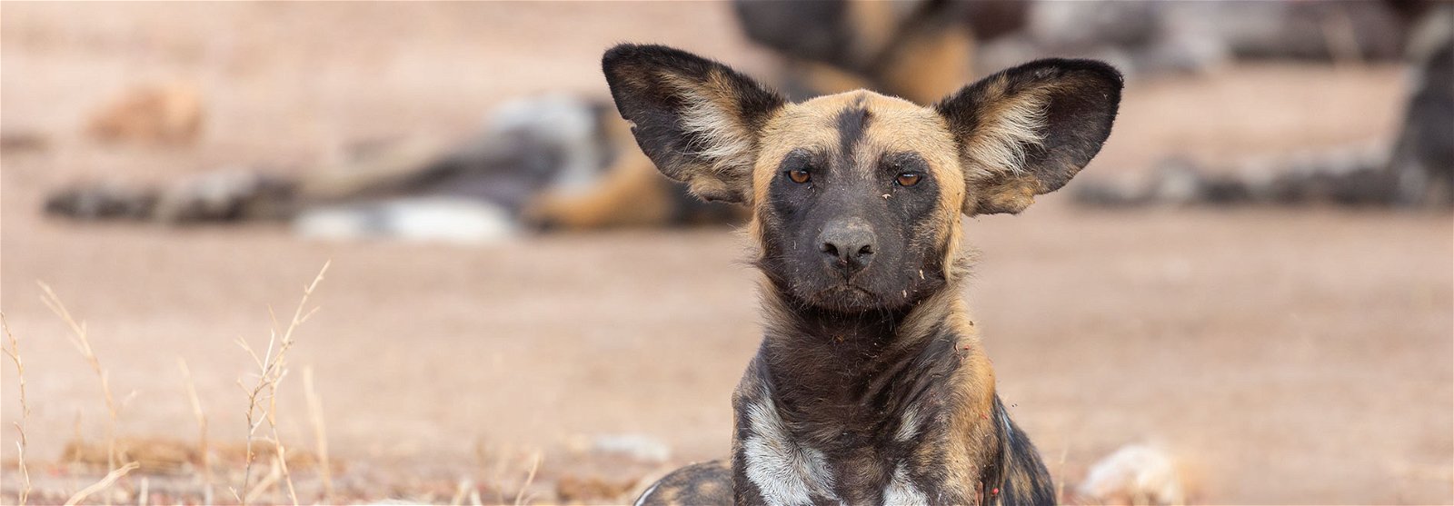 Wild Dogs seen on a tanzania safari tour