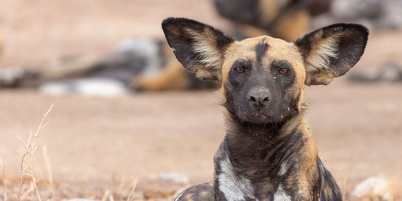 Wild Dogs seen on a tanzania safari tour