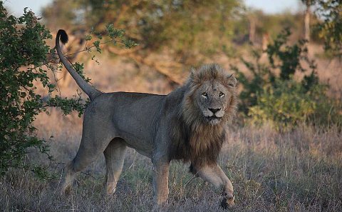 Lawson&#39;s Tanzania Wildlife Safari including the Serengeti