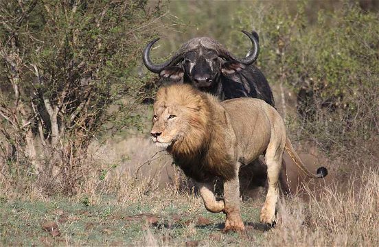 Male Lion being chased by Buffalo, Sweni Waterhole