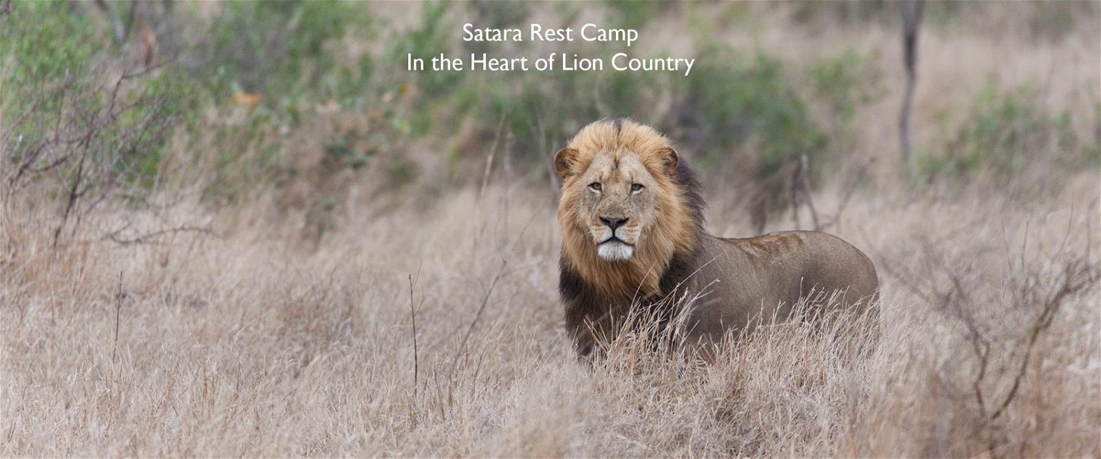 Lion near Satara, seen on a Lawson's safari tour
