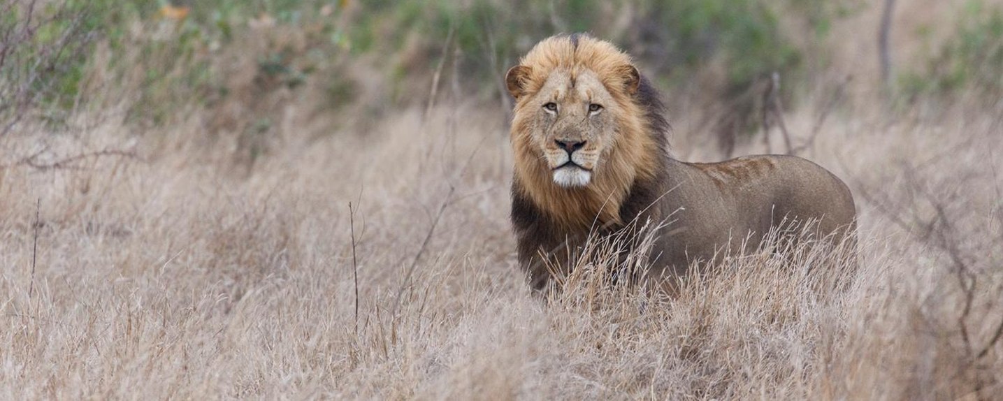 Lion near Satara, seen on a Lawson&#39;s safari tour