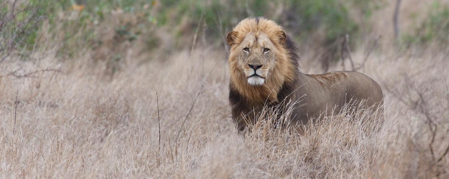 Lion near Satara, seen on a Lawson&#39;s safari tour