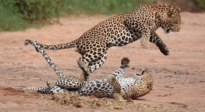 Mating Leopards, Samburu. Mating Leopards, Samburu.