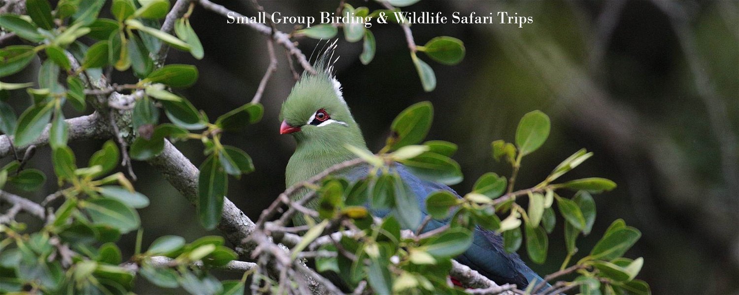 Small-group Birding and Wildlife Safari Trips in Africa