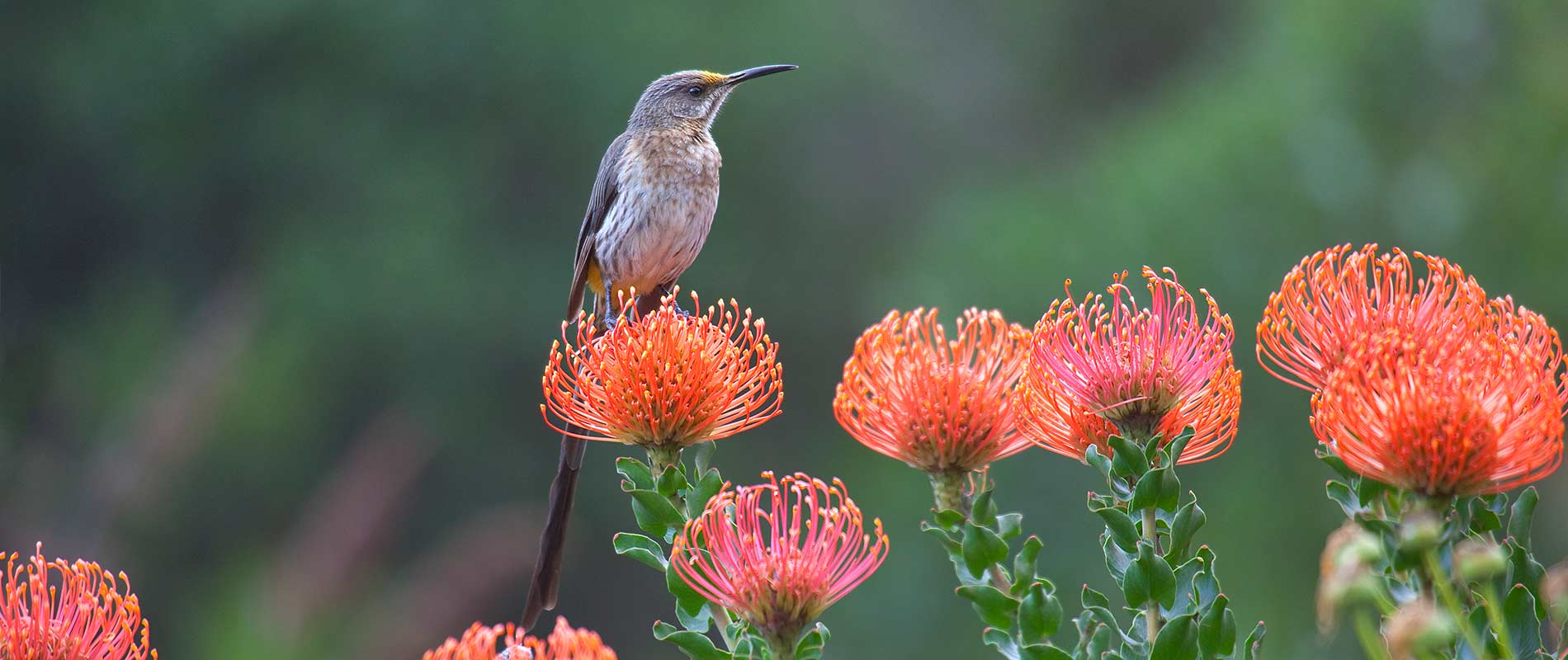 Cape Sugarbird, Kirstenbosch Gardens