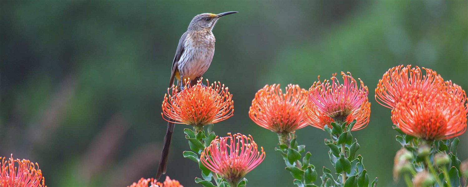 Cape Sugarbird, Kirstenbosch Gardens
