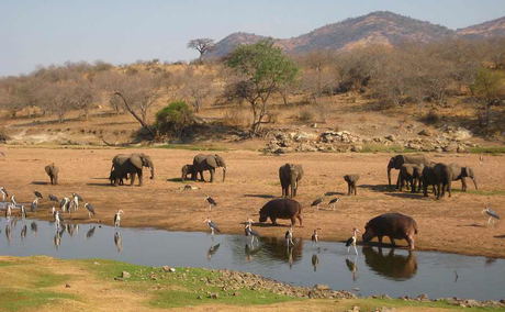 Elephants, Hippo's and Marabou Storks, Ruaha National Park Elephants, Hippo's and Marabou Storks, Ruaha National Park
