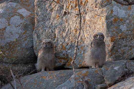 Spotted Eagle Owl chicks at Klipspringer Koppies near Skukuza. 