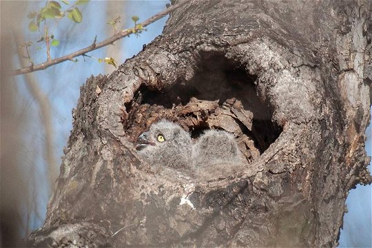 Spotted Eagle Owl nestlings on a neast near Pretoriuskop. 